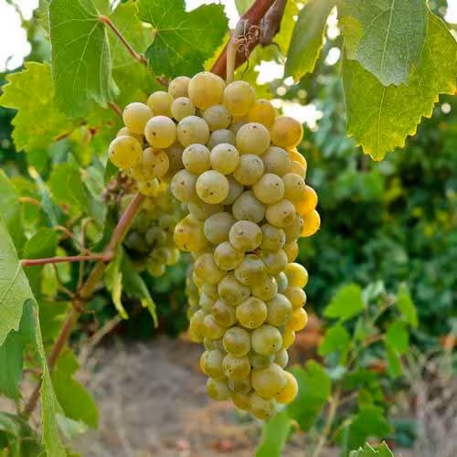 Santorini Wine Tour